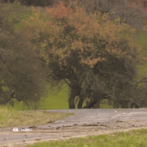 Racing Driving GIF by FIA World Rally Championship