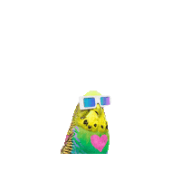 ProductividApp loro periquito muraby Sticker