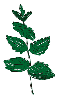 yerbaverdeflor flower flowers argentina flores Sticker