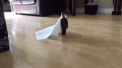 parrot paper towels GIF