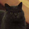 Mad I See You GIF