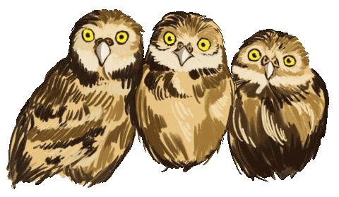 thesleepyspider owls thesleepyspider sleepyspider unsynchronised blinking Sticker