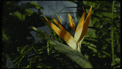 alex aiono flower GIF by Sammi Sanchez