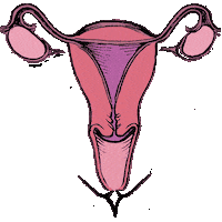 thedivacup period menstruation eco friendly periods Sticker