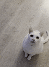 Flipcat GIF