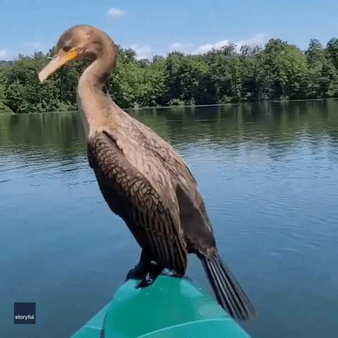 Bird Hitches Ride With Kayaker