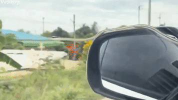 Snake Hitches a Ride on Car