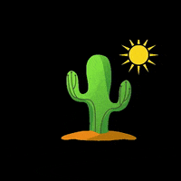 cactosse cactosse GIF