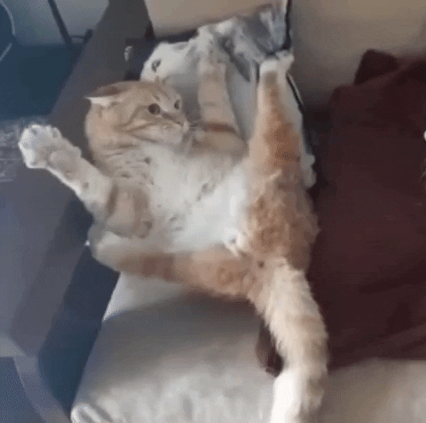 PriVer cat sexy nsfw legs GIF