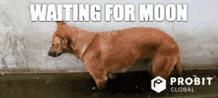 Sleepy Dog GIF by ProBit Global