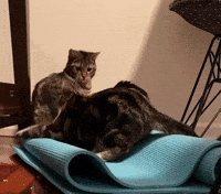 Cat Youre It GIF