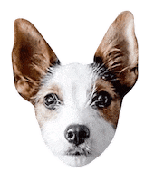 Dog Sticker by Diggs Pet