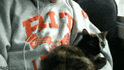 cats kitty GIF