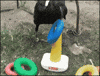 crow GIF
