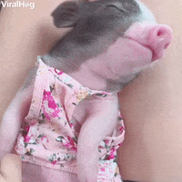 Potbellied Pig Reacts To Getting Belly Touched GIF by ViralHog