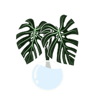 Monstera Cutting Sticker