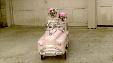 Dogs Cars GIF