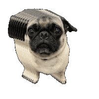 Pug Chico Sticker by Federal First Lending