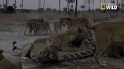 savage kingdom big cat week GIF by Nat Geo Wild 