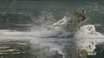 Prancing Nat Geo Wild GIF by Savage Kingdom