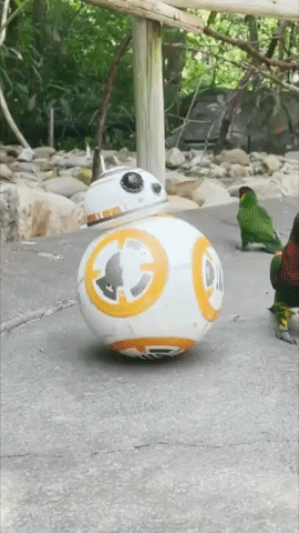 Parrots in Nashville Zoo Introduced to BB-8