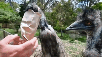 Hungry Emu Gets Head Stuck in Paper Bag