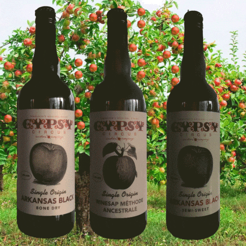 GypsyCircus giphyupload apple cider gypsy GIF