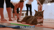 best friends no GIF by Best Friends Animal Society