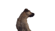 Playing Close Up Sticker by Magnolia Pictures