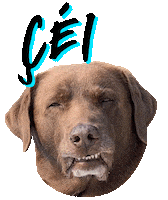 Surfdog Sticker by Bono Surf Dog