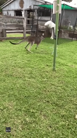 Kangaroo Works Out With Stuffed Elephant