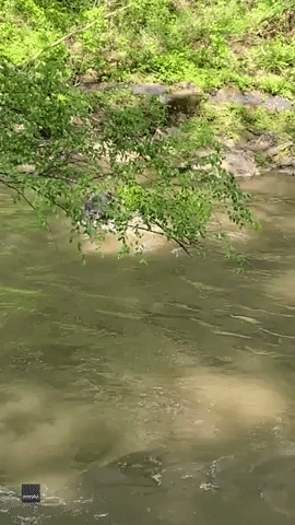 Black Bear Floats Down River in Asheville, North Carolina