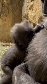 Baby Gorilla Stands Up for First Time With Helping Hand From Mom