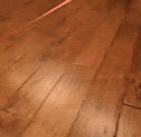 cat walk GIF