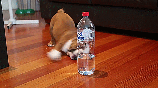 water bottle dog GIF