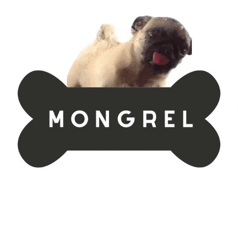 mongrel_london giphygifmaker giphyattribution dog pug GIF