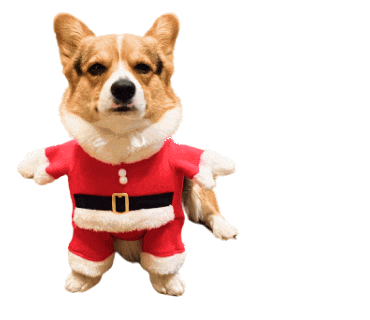 Corgi Milo GIF