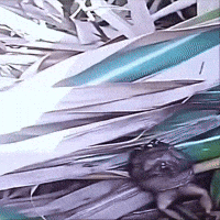 Frog GIF