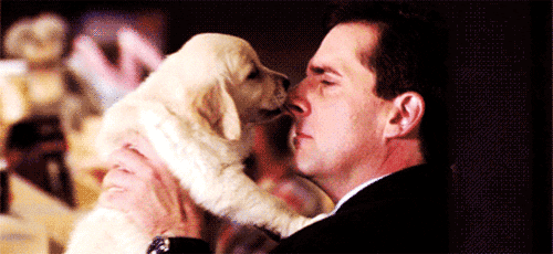puppy stop being so cute GIF