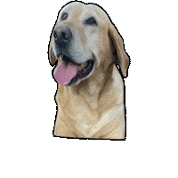 Labrador Retriever Baby Girl Sticker by Sara K