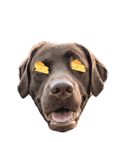 hungry cheese Sticker