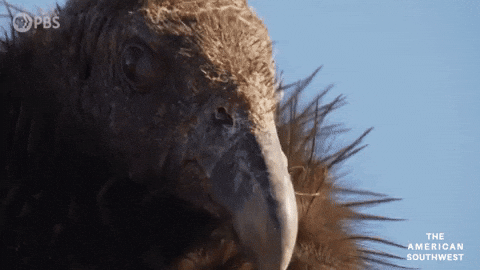 Birds Condor GIF by PBS