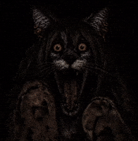 Shocked GIF