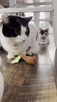 Stalking GIF