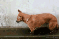 doggy GIF