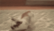 rabbit running GIF