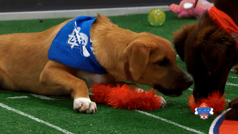 Animal Planet Football GIF by Puppy Bowl