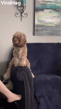 Remi the Cocker Spaniel Likes Sitting in Funny Ways