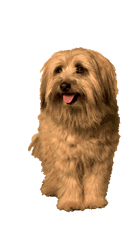 Dog Ball Sticker by Zurich Schweiz