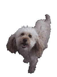 Happy Hund Sticker by CrossFit SonderBar